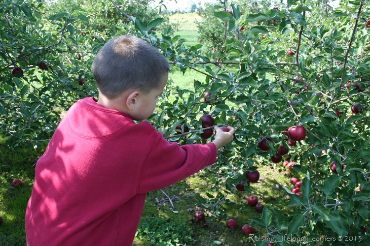 4 Ways to Enjoy the Apple Orchard with Your Kids