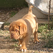 puppies gallery godsendxraven 53dias.jpg 010.jpg