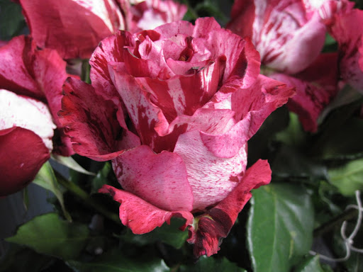I love the bicolored roses that you can find throughout the store. This one is called 