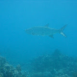 Snorkeling in the Caribbean