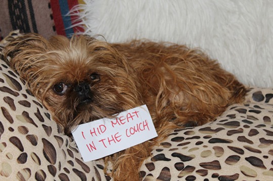 [dog-shaming-bad-21%255B2%255D.jpg]