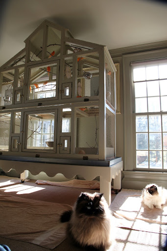 Vivaldi! Verdi!  There's something different in the canary cage.  Do you see it?