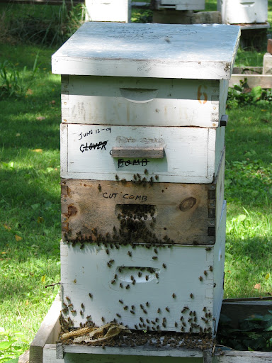 At his home outside Joplin, Foley keeps bees as a hobby. This is one of his hives. (Photo by Jennifer Moore)