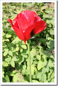 IMG_2892 IMG_2892