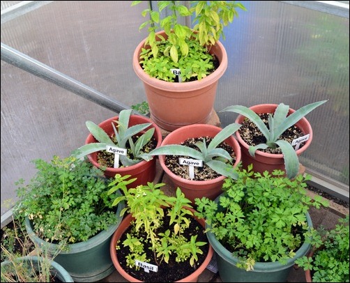 potted herb corner