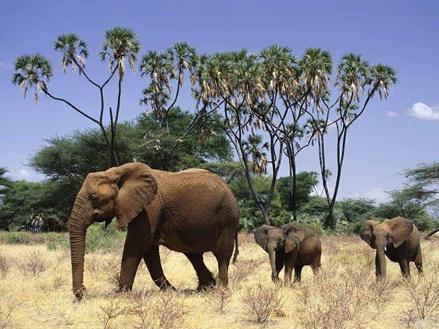 African Elephant with young, Samburu National Reserve, Kenya, Africa. wallpaperweb.org