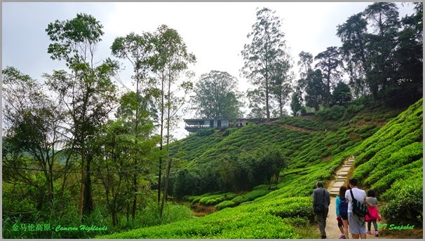 Sungai Palas Boh Tea