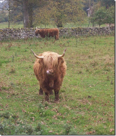 Highland Cow licky