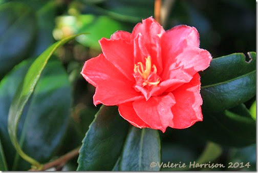 30-camellia