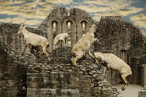 [ALPINE_IBEX800%255B4%255D.jpg]