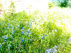 Lupin growing wild behind our cabin. Lupin growing wild behind our cabin.