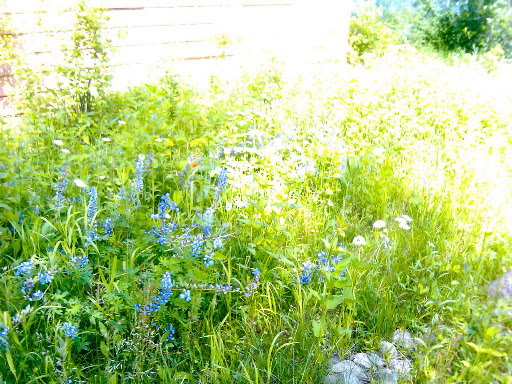 Lupin growing wild behind our cabin. Lupin growing wild behind our cabin.