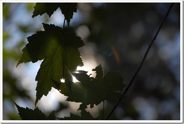 Maple Sun