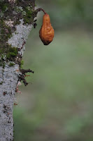 DSC_5906.JPG