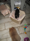 Franny doesn't want G.K. using her bed.