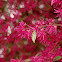 Loropetalum