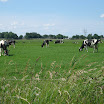 Koeien onderweg 01.JPG