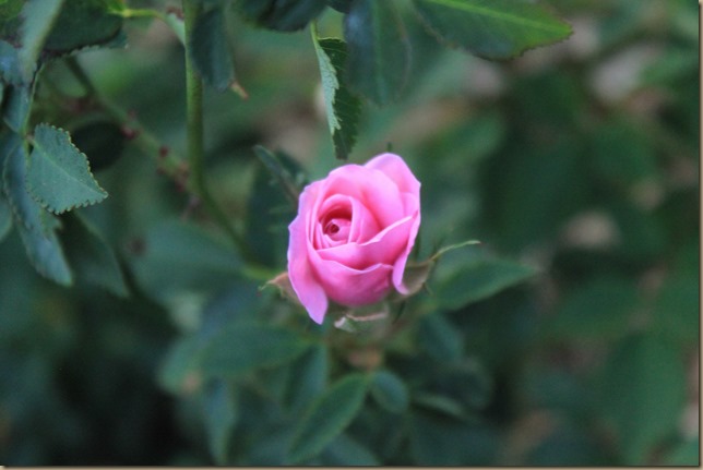 IMG_0331 IMG_0331