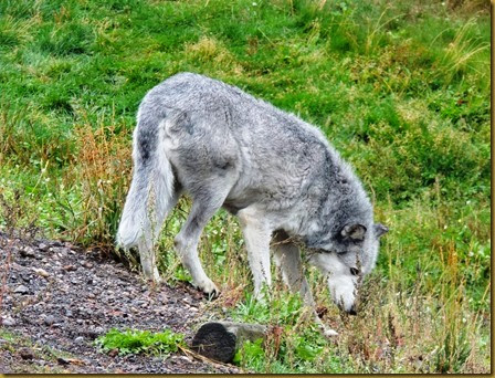Kootenai, the alpha male of the High Country Wolf Pack