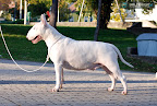 Bullworld Chanel Mademoiselle