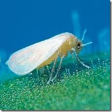 Marihuana - Cannabis Sativa Mosca blanca Marihuana - Cannabis Sativa Mosca blanca