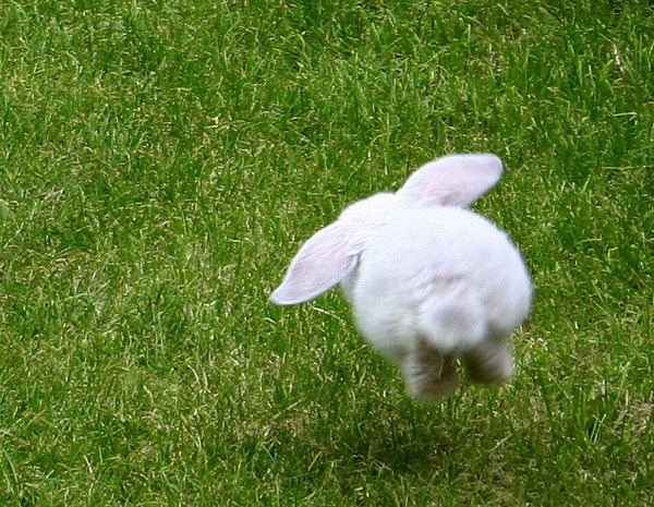 [The-Bunny-Hop-Funny%255B4%255D.jpg]