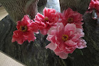 Peonies and Rain Don't Mix