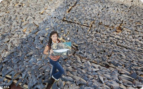 aletas tiburones1