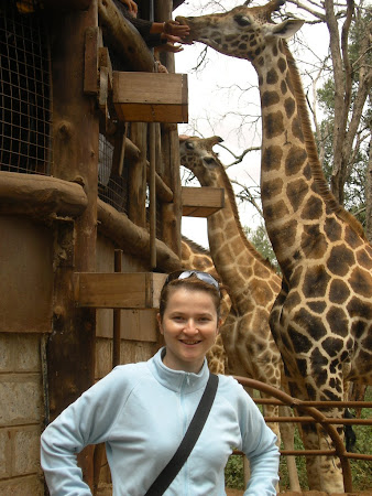 Safari: At the giraffes near Nairobi