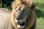 Big male lion who came to check us out.