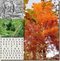 Cyprès-Chauve Cyprès-Chauve