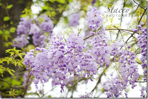 lilacs 004 copy