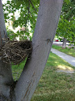 We saw nests that were skillfully made by mama and papa birds!