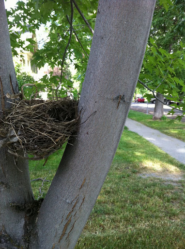We saw nests that were skillfully made by mama and papa birds!