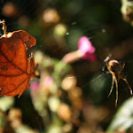 IMG_1746.JPG