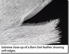 articles-Owl Physiology-Feathers-3b