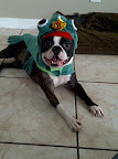 Rocco dressed as a frog and waiting for a kiss- Weston, FL