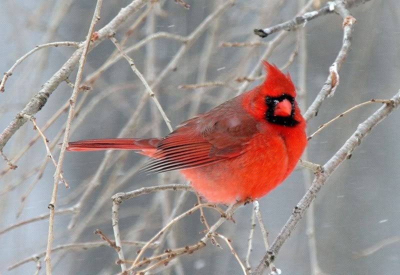 [Cardinaal%255B3%255D.jpg]