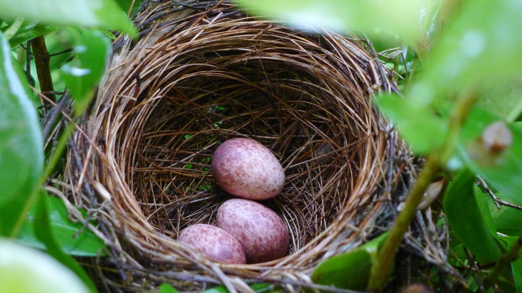 [Bird%2527s%2520Nest%2520with%25203%2520eggs%255B3%255D.jpg]