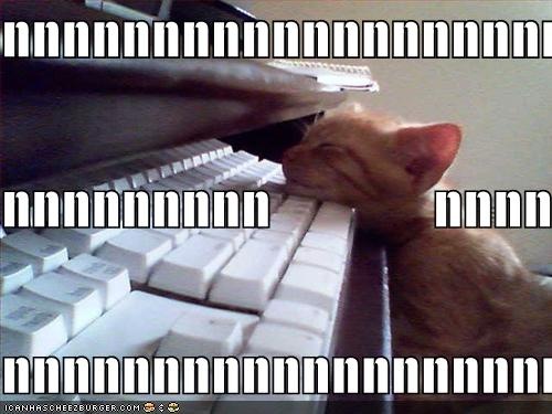 [funny-pictures-kitten-falls-asleep-on-keyboard%255B4%255D.jpg]