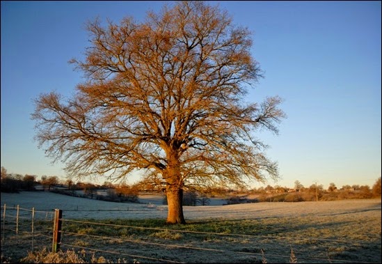 Winterboom 3 Winterboom 3
