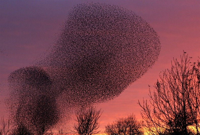 starling-murmuration-16