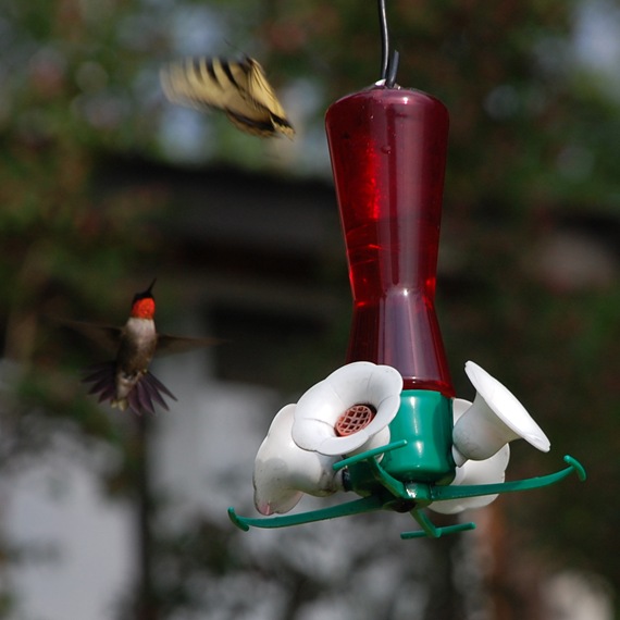 [Hummingbird%25204%255B2%255D.jpg]