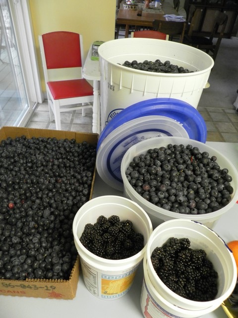 [blueberries%252014%255B4%255D.jpg]