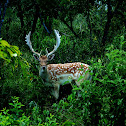 Fallow deer