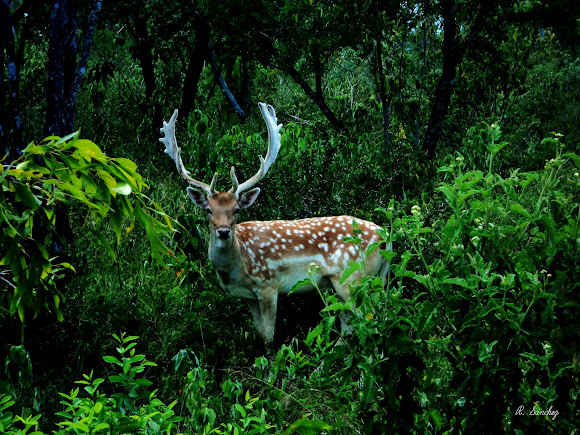 Spotting Image 1