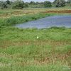 rozlewiska w Uradzie dsc05777.jpg