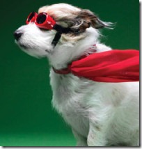 Autóversenyző gazdájától tanuló a kutya