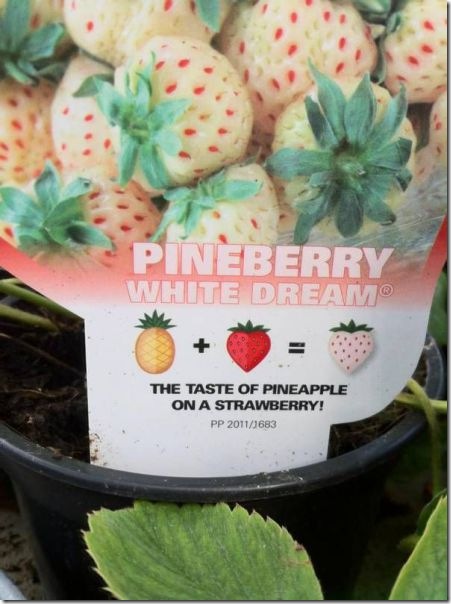 viral-picdump-pics-44