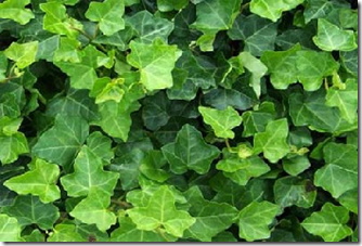 Ivy (Hedera helix)